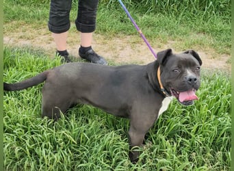 Bonnie, geboren 01.01.2023, 57cm sucht ihr Zuhause