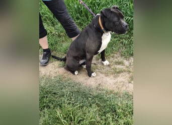 Bonnie, geboren 01.01.2023, 57cm sucht ihr Zuhause