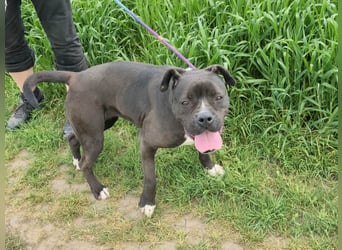 Bonnie, geboren 01.01.2023, 57cm sucht ihr Zuhause