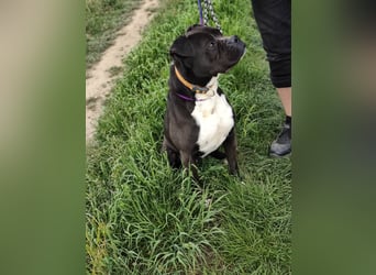 Bonnie, geboren 01.01.2023, 57cm sucht ihr Zuhause