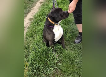 Bonnie, geboren 01.01.2023, 57cm sucht ihr Zuhause