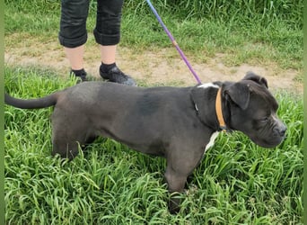 Bonnie, geboren 01.01.2023, 57cm sucht ihr Zuhause