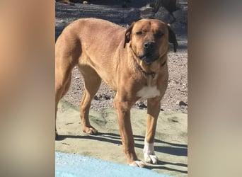 CHICA, Hündin, Boxer-Rhodesian Ridgeback-Mix, geb. ca. 09.2017, SH: ca. 55 - 60 cm, TH Sierra Nevada