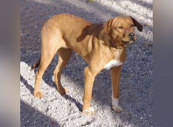 CHICA, Hündin, Boxer-Rhodesian Ridgeback-Mix, geb. ca. 09.2017, SH: ca. 55 - 60 cm, TH Sierra Nevada