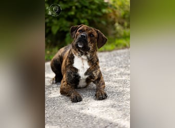 Zeus sucht ein neues Zuhause