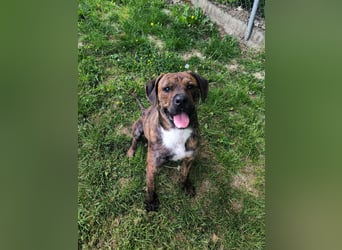 Zeus sucht ein neues Zuhause