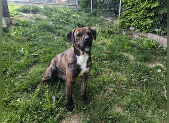 Zeus sucht ein neues Zuhause