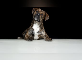 Zeus sucht ein neues Zuhause