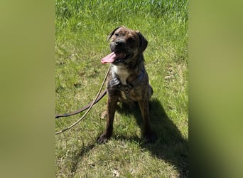 Zeus sucht ein neues Zuhause
