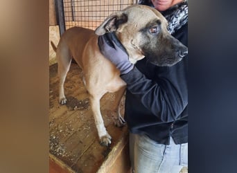 Kesua VA – freundlich zu Menschen