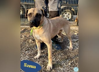 Kesua VA – freundlich zu Menschen