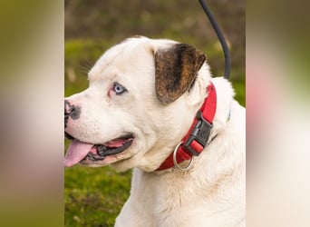 Boldizsar SI - sensibel, vorsichtig