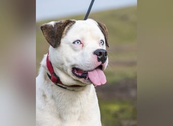 Boldizsar SI - sensibel, vorsichtig