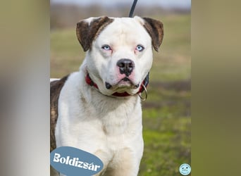 Boldizsar SI - sensibel, vorsichtig