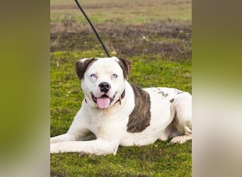 Boldizsar SI - sensibel, vorsichtig