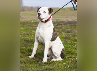 Boldizsar SI - sensibel, vorsichtig