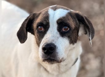 Kora3 geb. 08/2019 (ESP) - verspielte und kluge Boxer Mix Hündin!