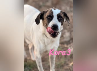 Kora3 geb. 08/2019 (ESP) - verspielte und kluge Boxer Mix Hündin!