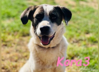 Kora3 geb. 08/2019 (ESP) - verspielte und kluge Boxer Mix Hündin!