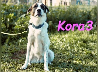 Kora3 geb. 08/2019 (ESP) - verspielte und kluge Boxer Mix Hündin!
