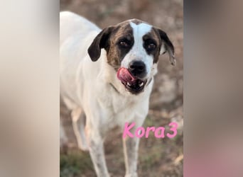 Kora3 geb. 08/2019 (ESP) - verspielte und kluge Boxer Mix Hündin!