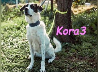 Kora3 geb. 08/2019 (ESP) - verspielte und kluge Boxer Mix Hündin!