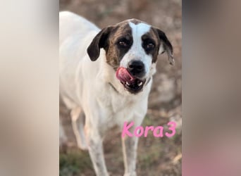 Kora3 geb. 08/2019 (ESP) - verspielte und kluge Boxer Mix Hündin!