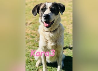 Kora3 geb. 08/2019 (ESP) - verspielte und kluge Boxer Mix Hündin!