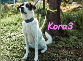 Kora3 geb. 08/2019 (ESP) - verspielte und kluge Boxer Mix Hündin!