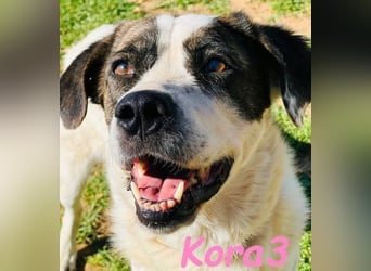 Kora3 geb. 08/2019 (ESP) - verspielte und kluge Boxer Mix Hündin!