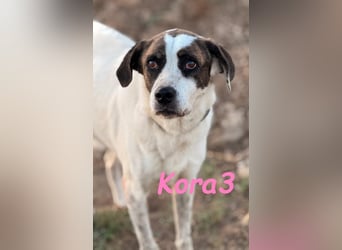 Kora3 geb. 08/2019 (ESP) - verspielte und kluge Boxer Mix Hündin!
