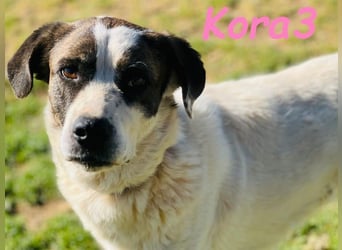 Kora3 geb. 08/2019 (ESP) - verspielte und kluge Boxer Mix Hündin!