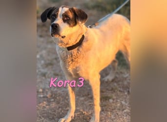 Kora3 geb. 08/2019 (ESP) - verspielte und kluge Boxer Mix Hündin!