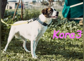Kora3 geb. 08/2019 (ESP) - verspielte und kluge Boxer Mix Hündin! Kora3 geb. 08/2019 (ESP) - verspielte und kluge Boxer Mix Hündin!