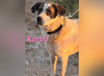 Kora3 geb. 08/2019 (ESP) - verspielte und kluge Boxer Mix Hündin!