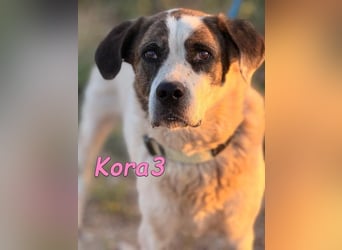 Kora3 geb. 08/2019 (ESP) - verspielte und kluge Boxer Mix Hündin!