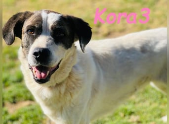 Kora3 geb. 08/2019 (ESP) - verspielte und kluge Boxer Mix Hündin!