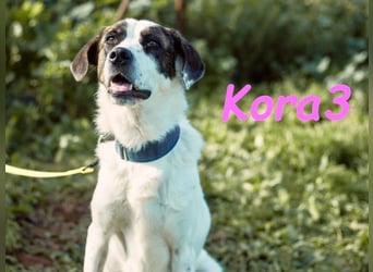 Kora3 geb. 08/2019 (ESP) - verspielte und kluge Boxer Mix Hündin!