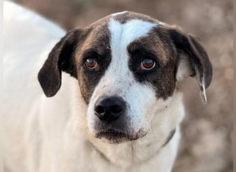 Kora3 geb. 08/2019 (ESP) - verspielte und kluge Boxer Mix Hündin!