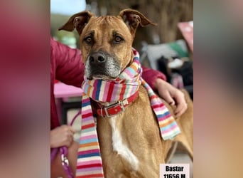 Bastar gibt sich auf!