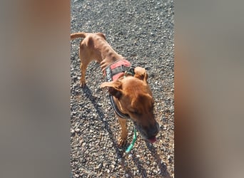 Bastar gibt sich auf!