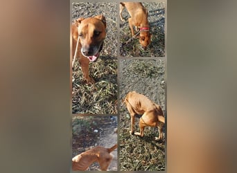 Bastar gibt sich auf!