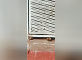 Bastar gibt sich auf!