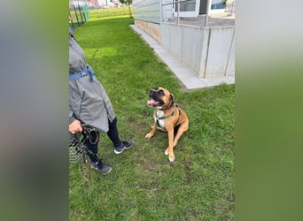 ARES - aktiver, verschmuster Rüde sucht erfahrenes Zuhause