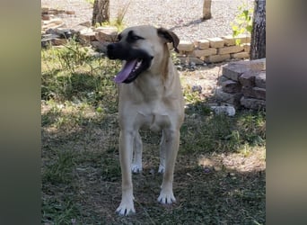 Murphy ein besonders lieber Engel