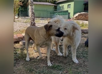 Murphy ein besonders lieber Engel