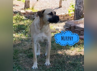 Murphy ein besonders lieber Engel
