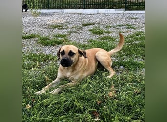 Murphy ein besonders lieber Engel
