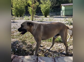 Murphy ein besonders lieber Engel