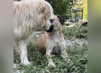 Murphy ein besonders lieber Engel